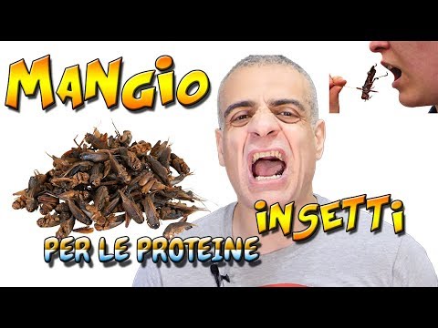 MANGIO INSETTI PER LE PROTEINE