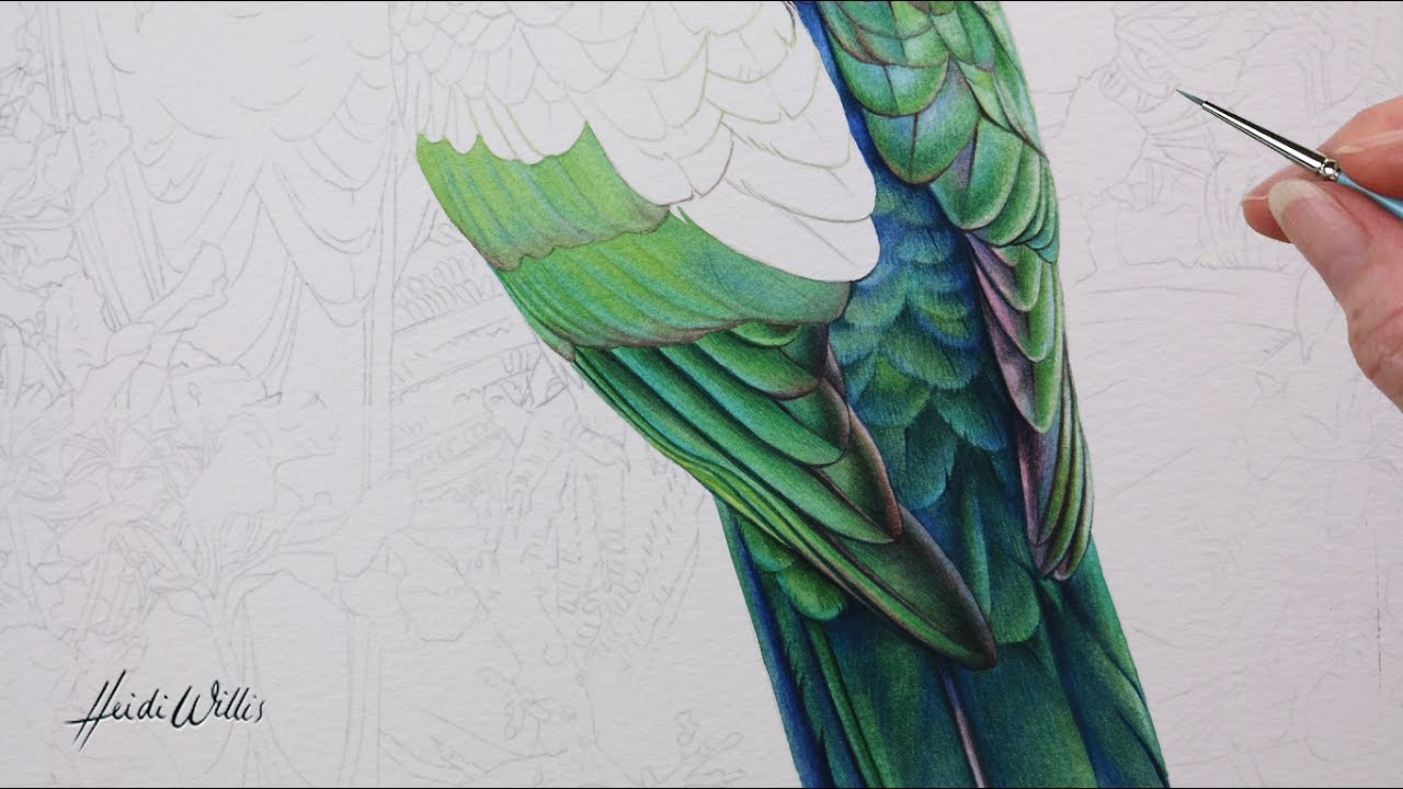 Poinciana and King Parrots - Watercolour