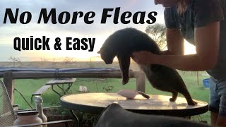 How to Use Diatomaceous Earth for Flea Powder