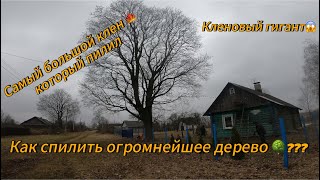 Арбористика‼️Удаление клена🌳 внушительных размеров. Самый большой клен который когда либо пилили!