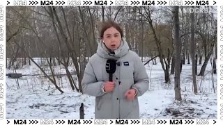В парке района Строгино бобры уничтожают деревья — Москва 24