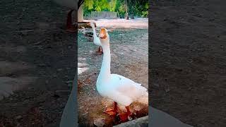 Duck sounds..#duck #pelicans #birds #pets #zoo