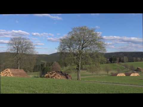 Video: Bergahorn