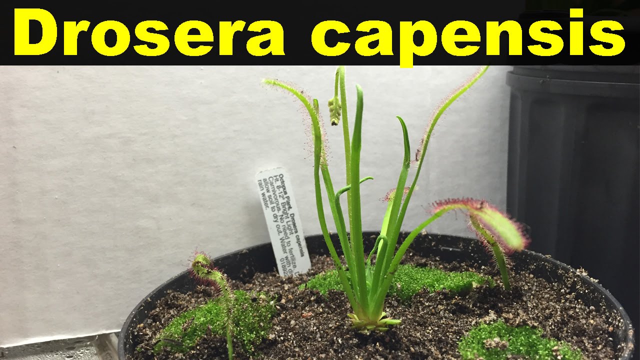 Cape sundew care and repotting! (May Madness:20)