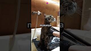 Tips Memandikan Kucing Tanpa Drama!