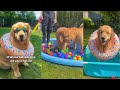 Golden Retrievers Have A Water Park Day