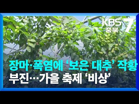 긴 장마 폭염에 보은 대추 작황 부진 가을 축제 비상 KBS 2023 09 05 