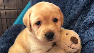 Labrador Retriever Puppies Plaing Compilation by Cheerful Doggy 2,226 views 6 years ago 6 minutes, 23 seconds