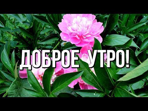 Доброе утро! Хорошего вам летнего дня и прекрасного настроения!