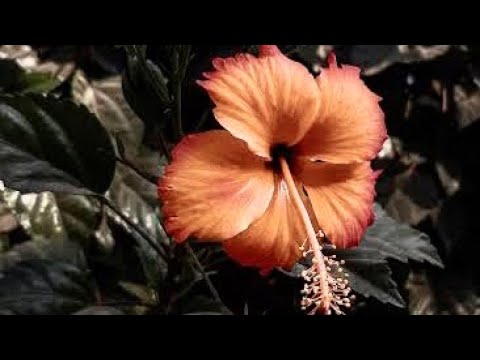 Video: Hibiscus çin