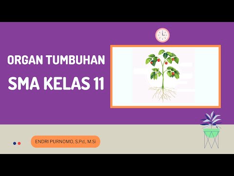 Video: Apa itu scutellum kelas 11?