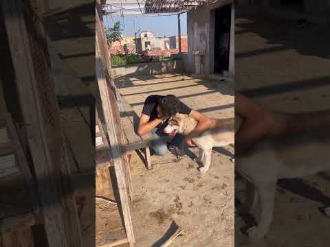 صاحب الكلب عاوز ياخد الكلب مني