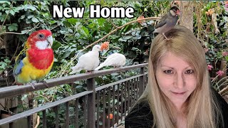 I Rehomed my Rosella Parrot | Passion will be so happy in his new home