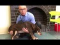 How to lift a dog after surgery