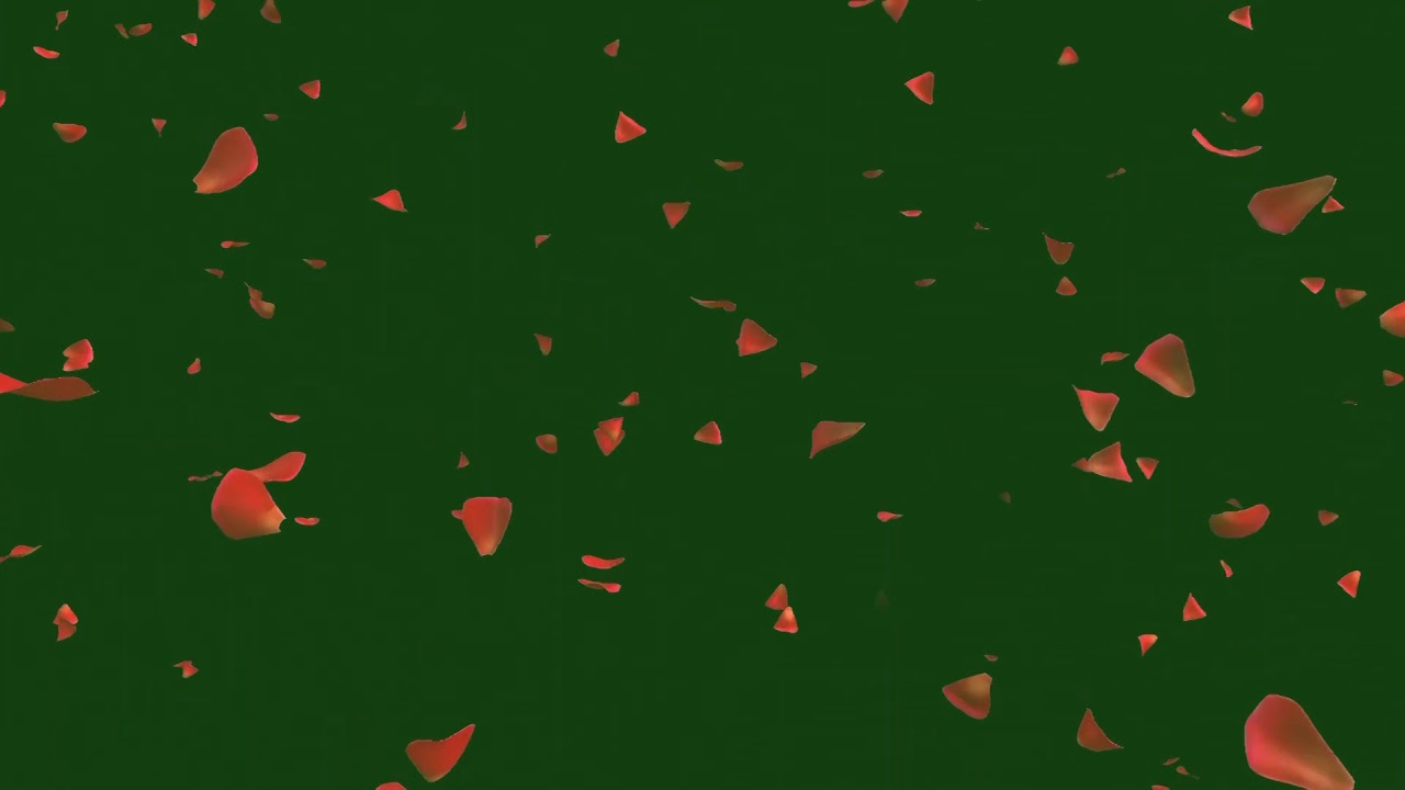 Rose petals falling green screen effects animations | Rose flowers ...