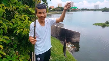 Câu Cá Giải Trí Bàu Sen Vũng Tàu - Quang Thành Art