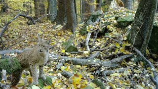 Jeseň na Čergove | Autumn in Čergov