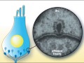 Physiologie de la synapse ccinerf auditif