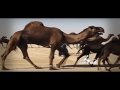 شيلة قلب الولع كلمات شبيب بن عرار اداء صالح ال مانعه شيلة قلب الولع كلمات شبيب بن عرار اداء صالح ال مانعه