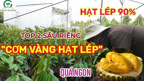 Sầu riêng cơm vàng hạt lép giá bao nhiêu năm 2024