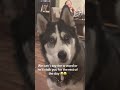 When a dog hears “walk” #funnydogs #funnyvideos #dog