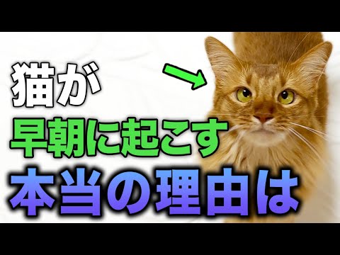 【なぜ起こしにくる?】猫が早朝に飼い主を起こしてくる本当の理由10選