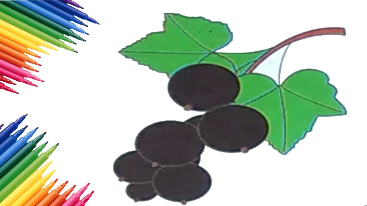 How to Colour A Fruits Coloring Book Black Currant Colouring Pages For