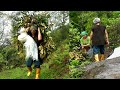 Life With Nature || Video - 13 || Grass for Goats from the Jungle ||