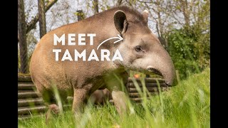 Meet Tamara a Lowland Tapir | Meet the Animals