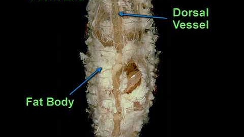 Cockroach dissection - Circulatory system