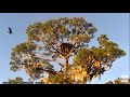 AEF~NEFL Nest Cam~Samson Delivers a Tree 10 22 2022