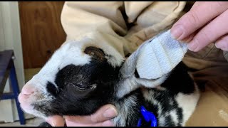 Exclusive Little Little Goat Baby Gets an Ear Fix | Baby Goat Folded Ear Correction Details