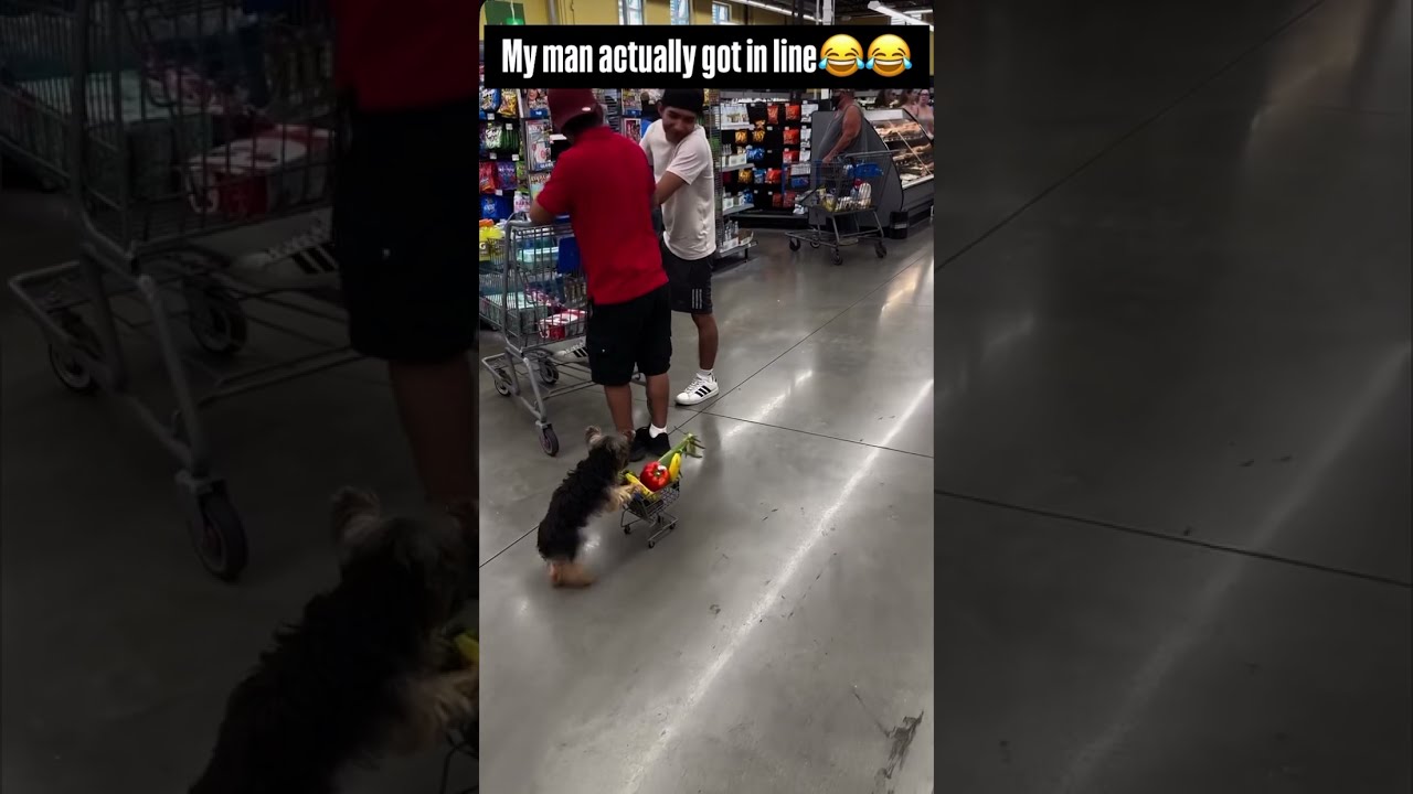 When You Let The Puppy Run Errands