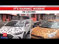 Viral worm rain in china people witness bizarre phenomenon