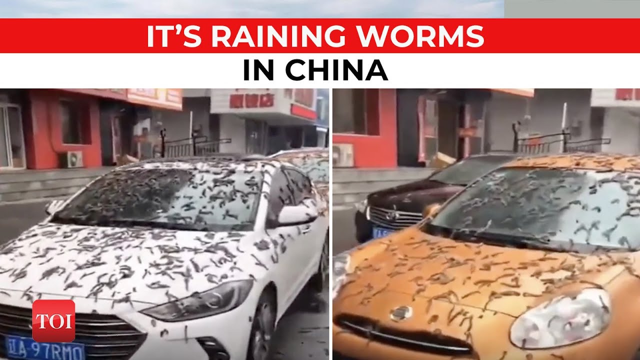 Viral 'Worm Rain' in China, people witness bizarre phenomenon YouTube