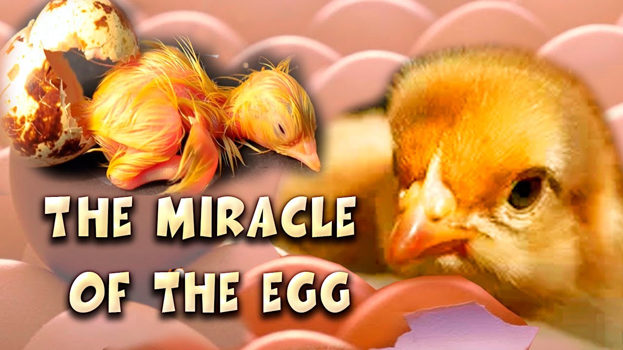 Baby Chick Hatching. Amazing creatures. - YouTube
