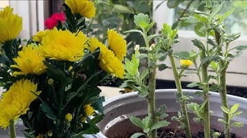 Cách Làm Thuốc Kích Rể Giâm Cành Hoa Cúc .Hoa Hồng , Đón Tết /Thành Công 100%