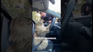 Кота остановили ГАИ
