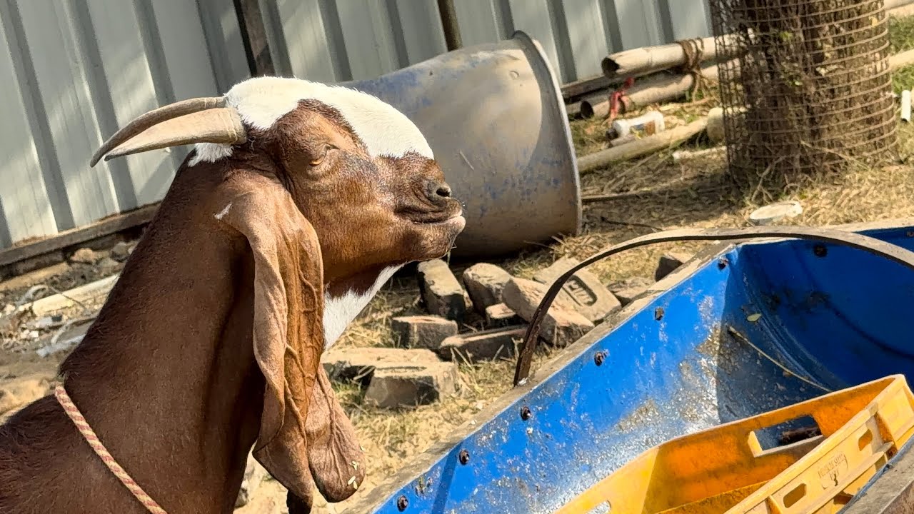 FINALLY DHOOP NIKAL GYI😍|SABRIGOATFARM DAILY VLOG