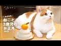 食いしん坊猫と過ごすまったりお正月
