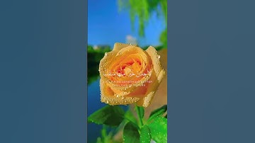 ماتيسر من سورة الكهف الآيات من 35 إلى 38 بصوت الشيخ أحمد العجمي