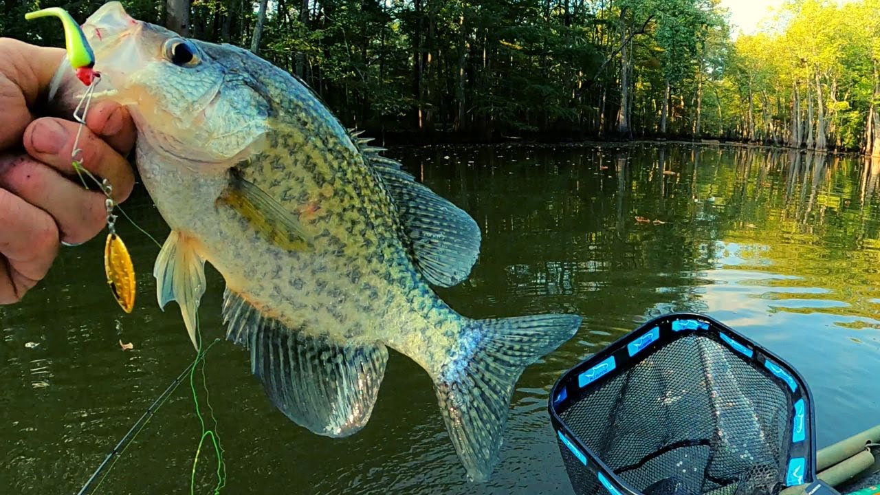 Catching fall Crappie on jigs, minnows and the customized beetle spin 