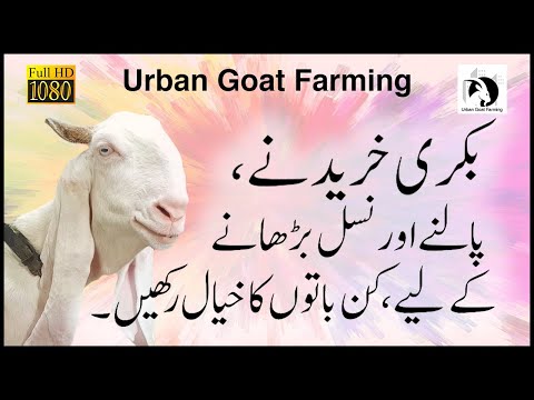 How to select Female Goat | بکری خریدنے, پالنے کے لیے کن باتوں کا خیال رکھیں | EP 02