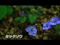 高山植物（大阪・咲くやこの花館） の動画、YouTube動画。