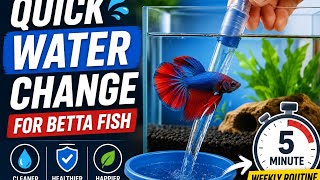 Quick Water Change For Betta Fish 5-Minute Weekly Routine