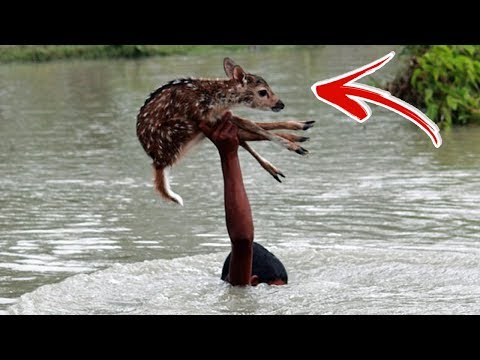 Top 10 AMAZING Animal Rescues Caught On Tape