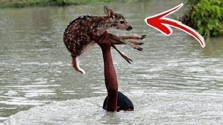 Top 10 AMAZING Animal Rescues Caught On Tape