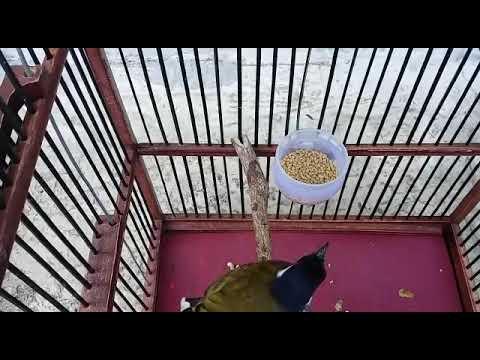 Kutilang Zebra Gacor Youtube
