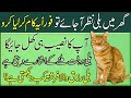 Ghar Mein Billi Nazar Ajaye Tou Foran Ye Kam Liya Karo How Is A Cat Reared In House Ghar Mein Billi Nazar Ajaye Tou Foran Ye Kam Liya Karo How Is A Cat Reared In House