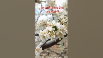 سورة يوسف المقرئ الش يخ عبد العزيز سحيم الجزائر#quran #nature #garden #flowers #song #السعودية